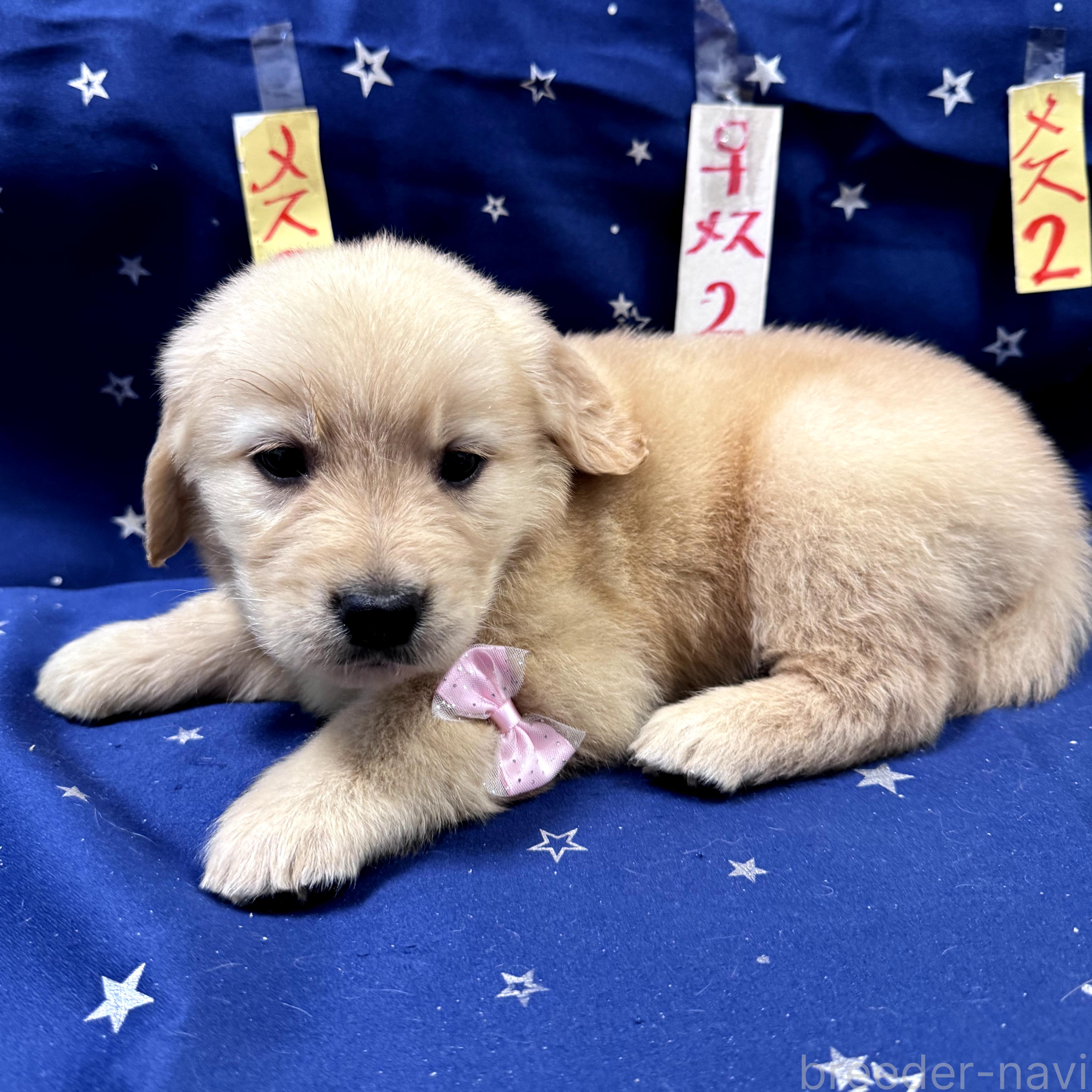 販売中の福岡県のゴールデンレトリーバー-390433の2枚目