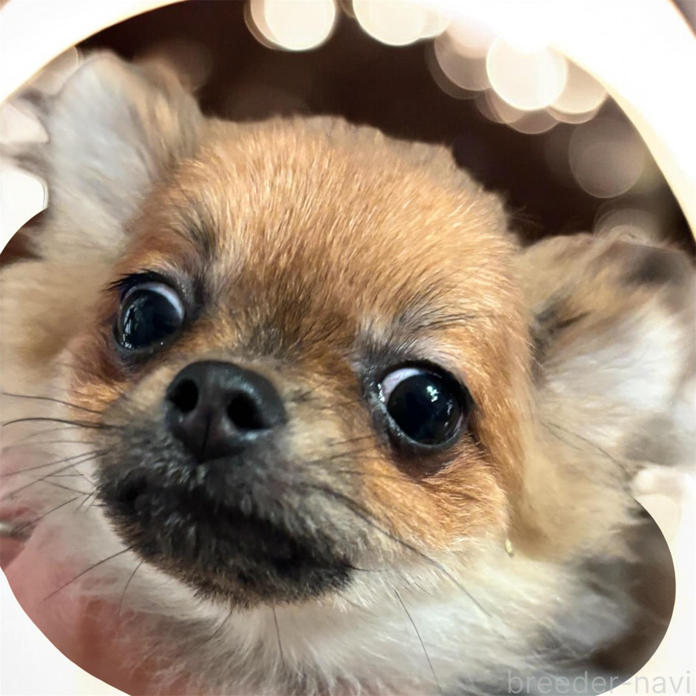 販売中の栃木県のポメチワ:ポメラニアン×チワワ-378624の1枚目