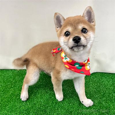 成約済の神奈川県の豆柴-387854の3枚目