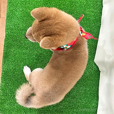 成約済の神奈川県の豆柴-387854の2枚目