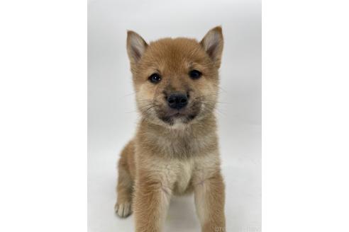 商談中の千葉県の柴犬-390666の10枚目