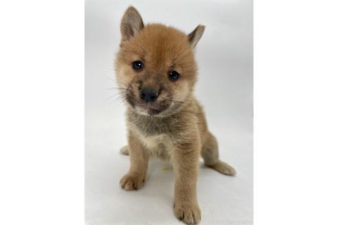 商談中の千葉県の柴犬-390666の8枚目