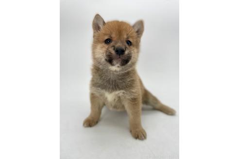 商談中の千葉県の柴犬-390666の7枚目