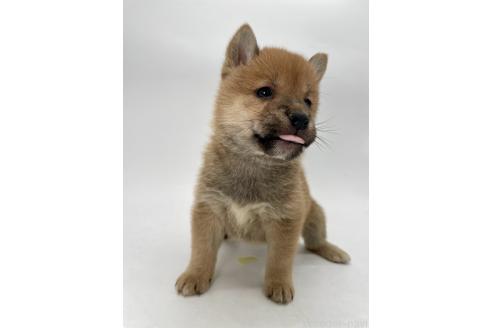 商談中の千葉県の柴犬-390666の6枚目