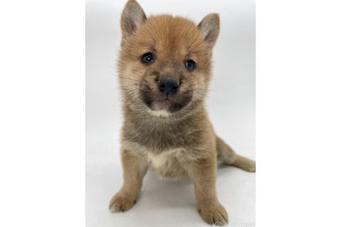 商談中の千葉県の柴犬-390666の5枚目