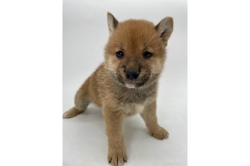 商談中の千葉県の柴犬-390666の4枚目