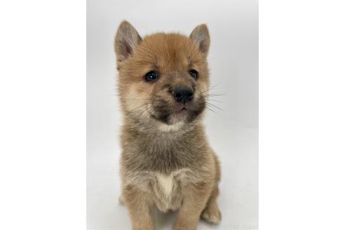 商談中の千葉県の柴犬-390666の3枚目