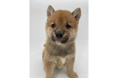 商談中の千葉県の柴犬-390666の2枚目