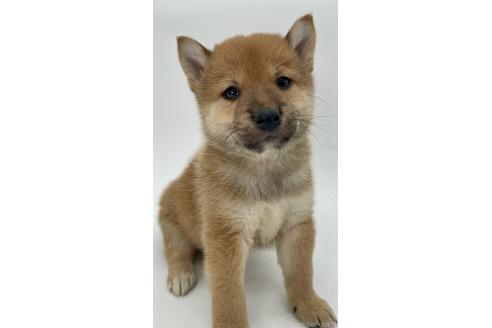 商談中の千葉県の柴犬-390668の1枚目