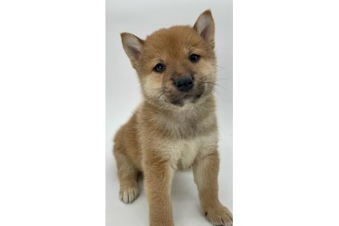 商談中の千葉県の柴犬-390668の12枚目