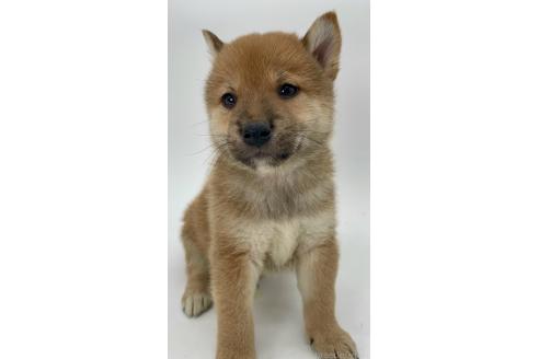 商談中の千葉県の柴犬-390668の11枚目