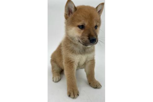 商談中の千葉県の柴犬-390668の10枚目