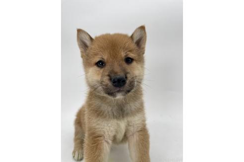 商談中の千葉県の柴犬-390668の9枚目