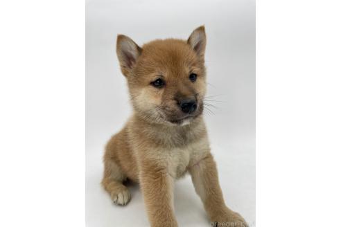 商談中の千葉県の柴犬-390668の8枚目