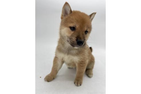 商談中の千葉県の柴犬-390668の7枚目