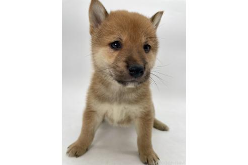 商談中の千葉県の柴犬-390668の6枚目