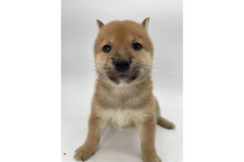 商談中の千葉県の柴犬-390668の5枚目