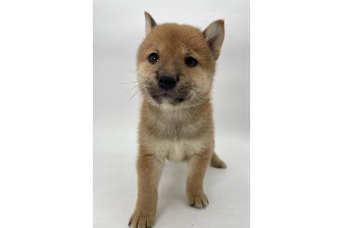 商談中の千葉県の柴犬-390668の4枚目