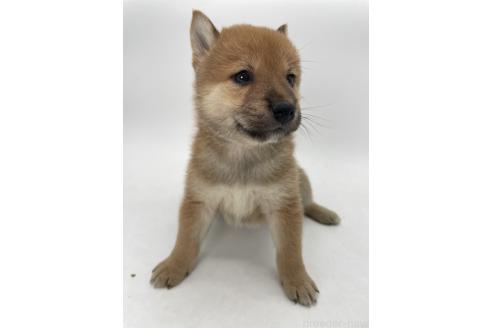 商談中の千葉県の柴犬-390668の3枚目