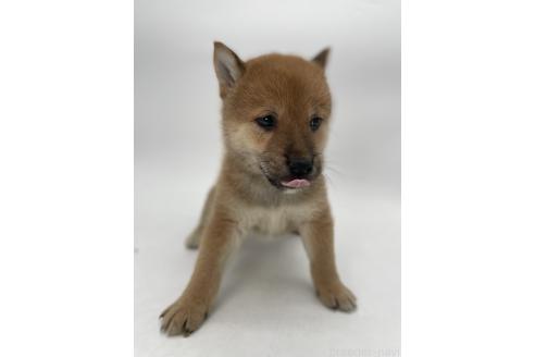 商談中の千葉県の柴犬-390668の2枚目