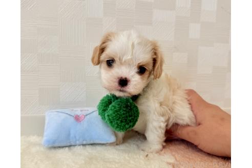 成約済の埼玉県のキャバマル:キャバリア×マルチーズ-390672の2枚目