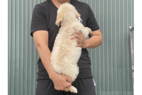 販売中の岐阜県のラブラドゥードル:ラブラドールレトリーバー×プードル-390673の2枚目