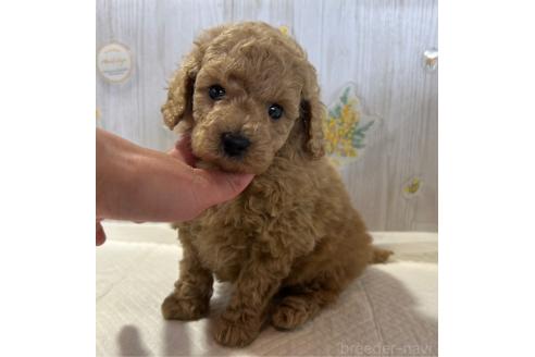 販売中の群馬県のトイプードル-390676の1枚目