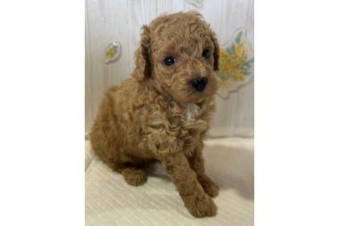 販売中の群馬県のトイプードル-390676の6枚目