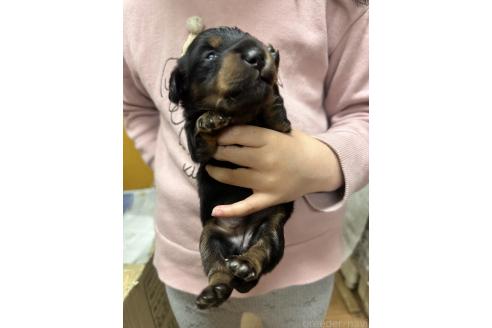 商談中の熊本県のミニチュアダックスフンド(ロングヘアード)-390677の5枚目