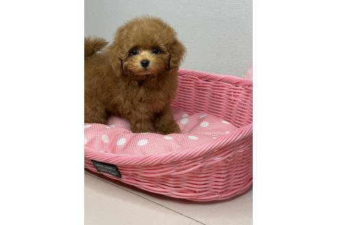 販売中の大阪府のティーカッププードル-390678の16枚目