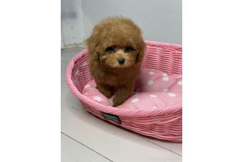 販売中の大阪府のティーカッププードル-390678の15枚目