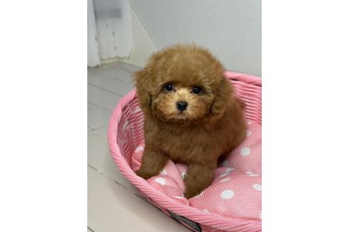 販売中の大阪府のティーカッププードル-390678の10枚目