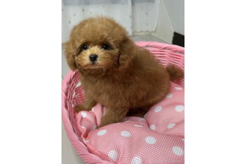 販売中の大阪府のティーカッププードル-390678の9枚目