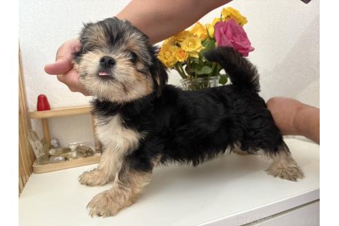 商談中の山口県のミックス犬-384475