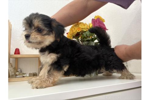 成約済の山口県のミックス犬-384475の3枚目