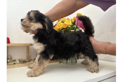 成約済の山口県のミックス犬-384475の2枚目