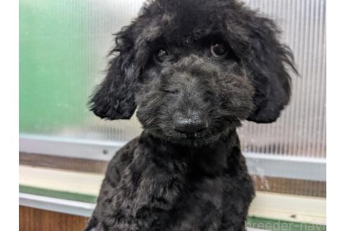 成約済の埼玉県のトイプードル-390693の4枚目