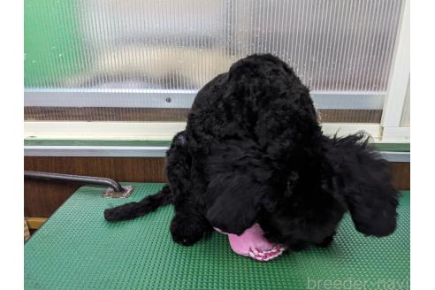 成約済の埼玉県のトイプードル-390693の3枚目