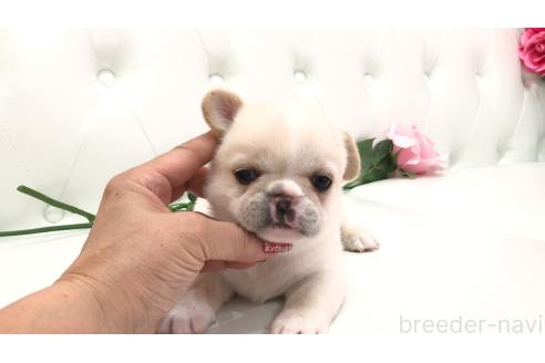 販売中の埼玉県のミックス犬-389014の1枚目