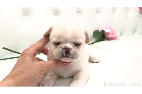 販売中の埼玉県のミックス犬-389014の12枚目