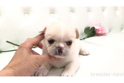 販売中の埼玉県のミックス犬-389014の11枚目