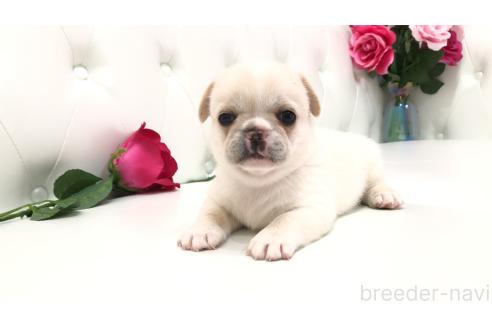 販売中の埼玉県のミックス犬-389014の10枚目