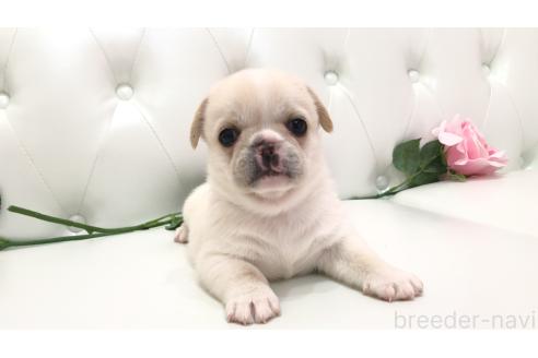 販売中の埼玉県のミックス犬-389014の7枚目