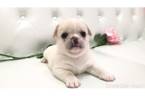 販売中の埼玉県のミックス犬-389014の4枚目