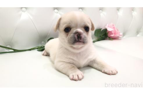 販売中の埼玉県のミックス犬-389014の3枚目