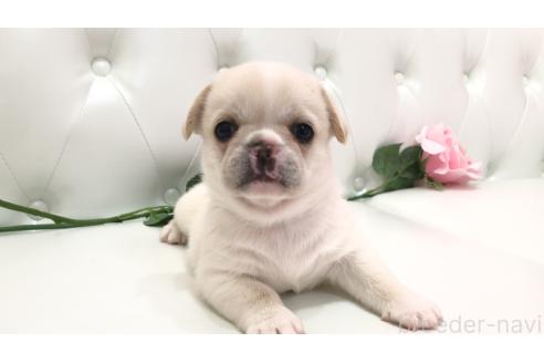 販売中の埼玉県のミックス犬-389014の2枚目