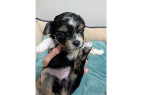 販売中の三重県のミックス犬-387874の6枚目