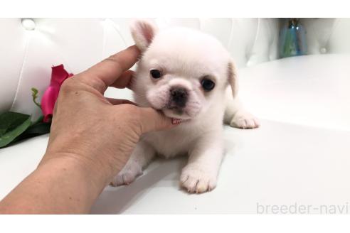 販売中の埼玉県のミックス犬-389016