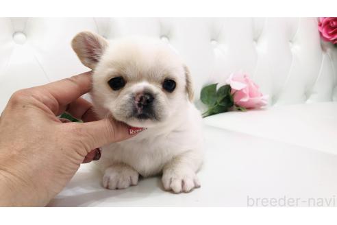 販売中の埼玉県のミックス犬-389017