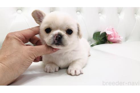 販売中の埼玉県のミックス犬-389017の12枚目